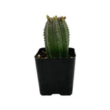 Euphorbia Infuasta - Lazy Gardens