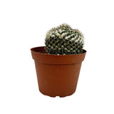 Mammillaria marksiana - Lazy Gardens