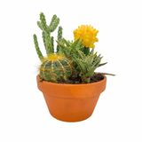 The Lazy Gift | Effortless Succulent Arrangement