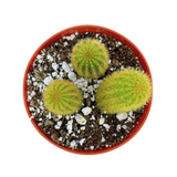 Cleistocactus winteri | Golden Rat Tail Cactus