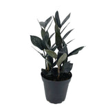 Zamioculcas zamiifolia ‘Black Raven’ | Raven ZZ Plant - Lazy Gardens
