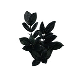 Zamioculcas zamiifolia ‘Black Raven’ | Raven ZZ Plant - Lazy Gardens