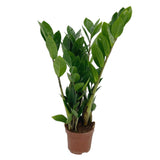 Zamioculcas zamiifolia | ZZ Plant - Lazy Gardens