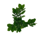 Zamioculcas zamiifolia | ZZ Plant - Lazy Gardens