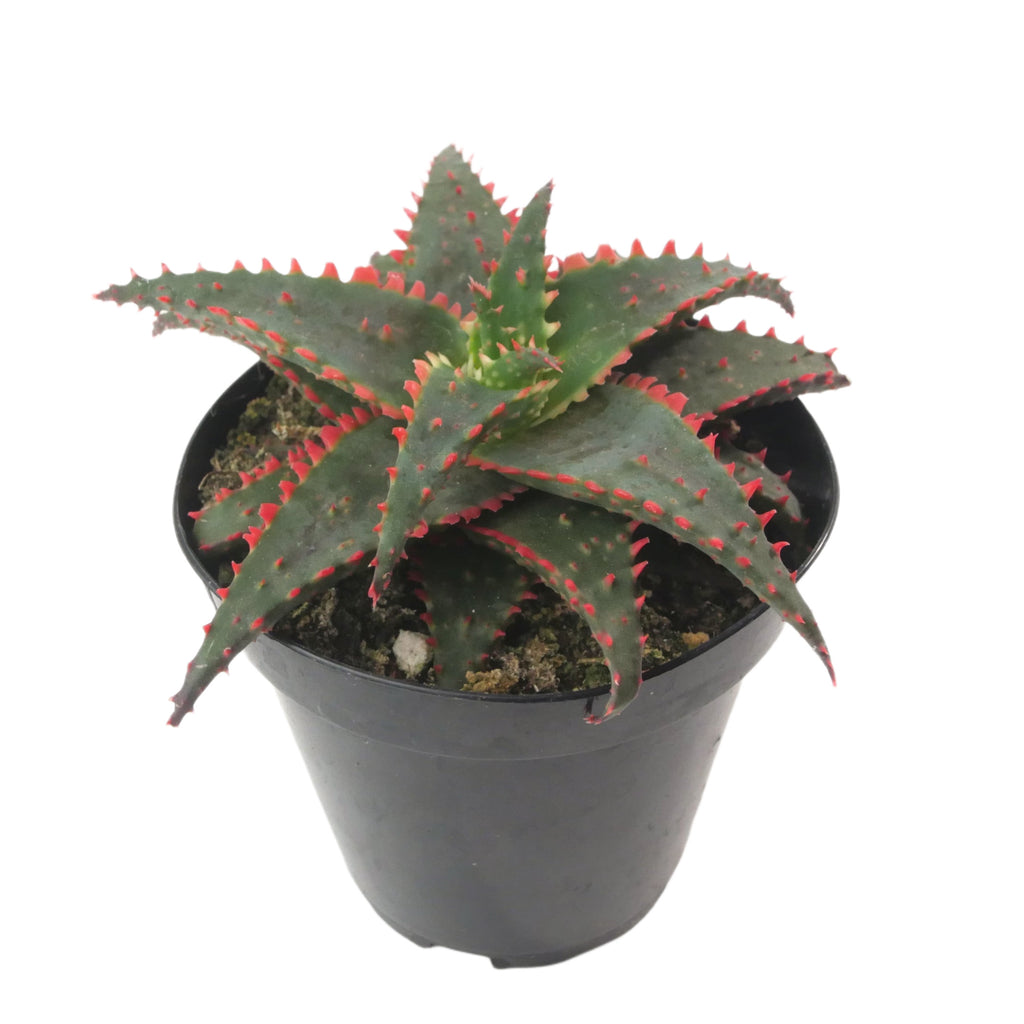 christmas aloe succulent Aloe Christmas Sleigh