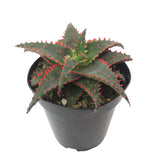 Aloe Christmas Sleigh | Aloe Hybrid - Lazy Gardens