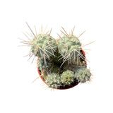 Tephrocactus alexandrii | Indian Ball Cactus