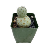 Tephrocactus geometricus