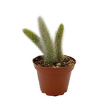 Cleistocactus colademononis | Monkey Tail Cactus - Lazy Gardens