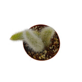 Cleistocactus colademononis | Monkey Tail Cactus - Lazy Gardens