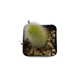 Cleistocactus colademononis | Monkey Tail Cactus - Lazy Gardens