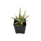 Leuchtenbergia principis | Agave Cactus