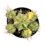 Euphorbia meloformis Variegata | Variegated Melon Spurge