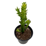 Euphorbia Trigona variegata | Euphorbia 'Mint Cream'