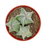 Astrophytum myriostigma Cluster | Bishop's Cap Cactus Cluster