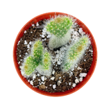 Opuntia erinacea 'Snow'