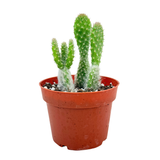 Opuntia erinacea 'Snow'