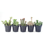 Assorted Beginner Plants - Lazy Gardens