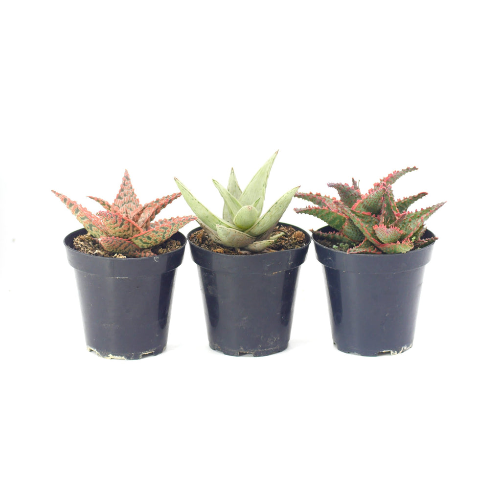 5 star succulents Assorted Star Aloe Hybrids – Lazy Gardens