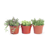 Assorted Hanging Plants - Lazy Gardens