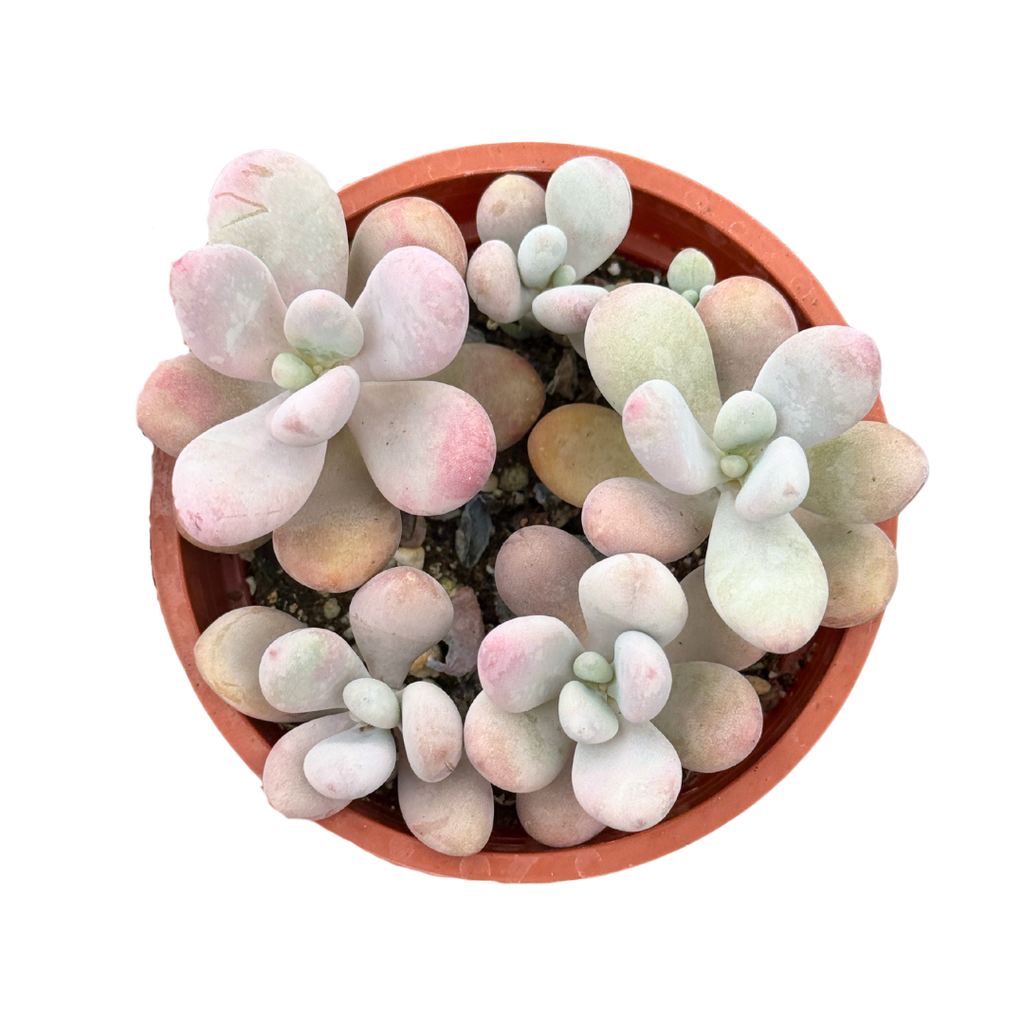 flat moonstone succulent Pachyphytum Oviferum