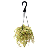 Portulacaria afra 'Sun Kissed'