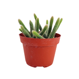 Hildewintera Aureispina | Rat Tail Cactus