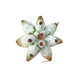 Stenocereus beneckei | Ghost White Boobie Cactus