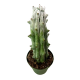 Stenocereus beneckei | Ghost White Boobie Cactus