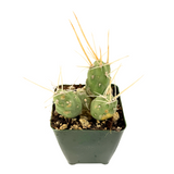 Tephrocactus neucuensos
