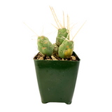 Tephrocactus neucuensos