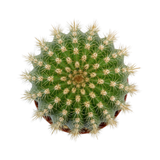 Trichocereus 'Flying Saucer' | Torch Cactus hybrid