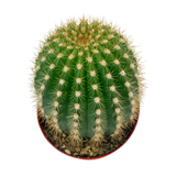 Trichocereus 'Flying Saucer' | Torch Cactus hybrid