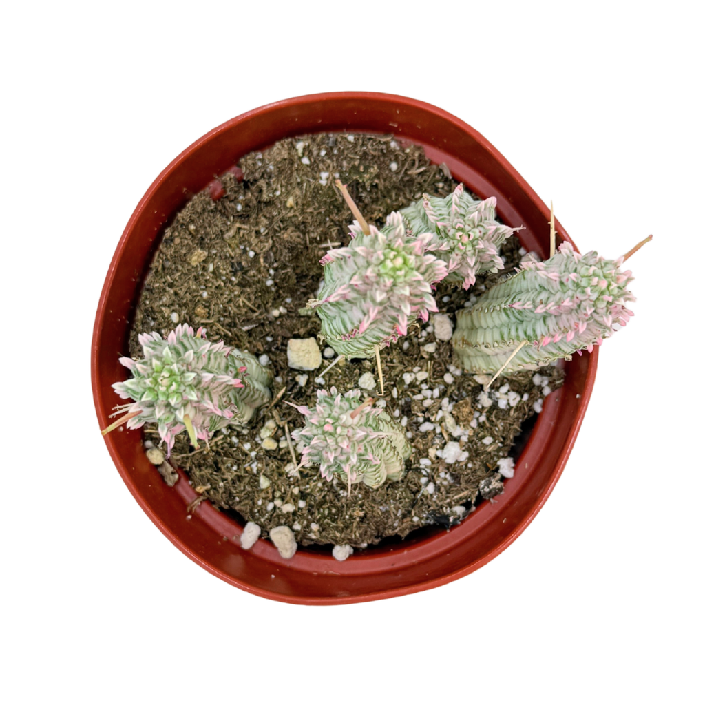 corn cob succulent Euphorbia Mammillaris Variegata