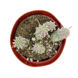 Euphorbia Mammillaris Variegata | Corn Cob Cactus Variegated