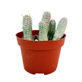 Euphorbia Mammillaris Variegata | Corn Cob Cactus Variegated