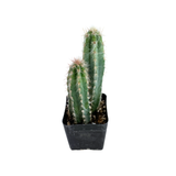 Pilosocereus Pachycladus | Wooly Blue Torch