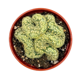 Mammillaria elongata cristata | Crested Lady Finger Cactus
