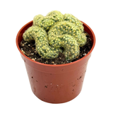 Mammillaria elongata cristata | Crested Lady Finger Cactus