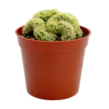 Mammillaria elongata cristata | Crested Lady Finger Cactus