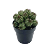 Euphorbia Suzannae - Lazy Gardens