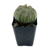 Euphorbia Obesa | Baseball Plant - Lazy Gardens