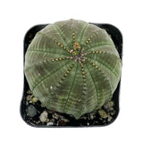 Euphorbia Obesa | Baseball Plant - Lazy Gardens