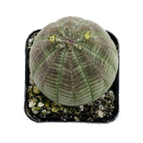 Euphorbia Obesa | Baseball Plant - Lazy Gardens