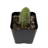 Trichocereus bridgesii monstrose | Penis Cactus | Short Form - Lazy Gardens