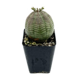 Euphorbia Obesa | Baseball Plant - Lazy Gardens