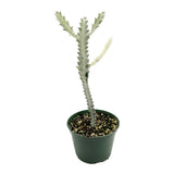 Euphorbia Lactea Variegata | White Ghost Euphorbia - Lazy Gardens