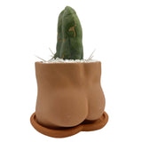 The Caboose | Pot & Saucer - Lazy Gardens