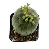 Euphorbia Obesa | Baseball Plant - Lazy Gardens