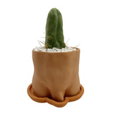 The Caboose | Pot & Saucer - Lazy Gardens